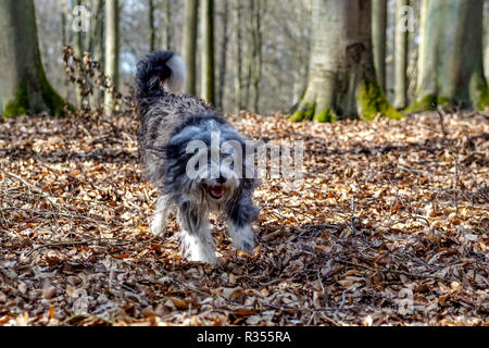 Bordercollie Hund suchen cute im Herbst Wald Stockfoto
