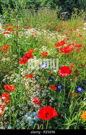 Wald Wiese mit Wildblumen Stockfoto