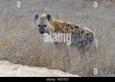 Tüpfelhyäne Tüpfelhyäne (Crocuta oder Lachen crocuta), Cub, stehen am Rand der Piste, Krüger Nationalpark, Südafrika, Afrika Stockfoto