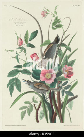 Sea-side Finch. Stand: 1830. Medium: Handcolorierte Radierung und Aquatinta auf Whatman Papier. Museum: Nationalgalerie, Washington DC. Autor: Robert Havell nach John James Audubon. Stockfoto