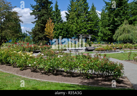 Hundertjähriger Rosengarten im Burnaby Mountain Park. Burnaby, British Columbia, Kanada. Stockfoto