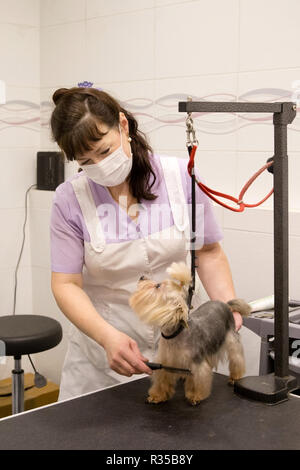 Pflege ist ein kleiner Hund in Pflege, Friseursalon für Hunde. Grumer Kämme und macht eine Frisur für den Hund. Groomer mit Kamm auf Hund. Stockfoto