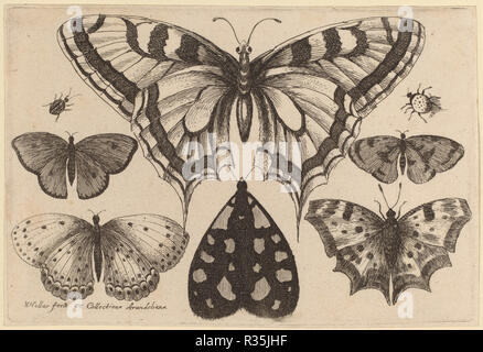 Fünf Schmetterlinge, Motten, und zwei Käfer. Stand: 1646. Medium: Radierung. Museum: Nationalgalerie, Washington DC. Autor: Wenzel Hollar. Stockfoto