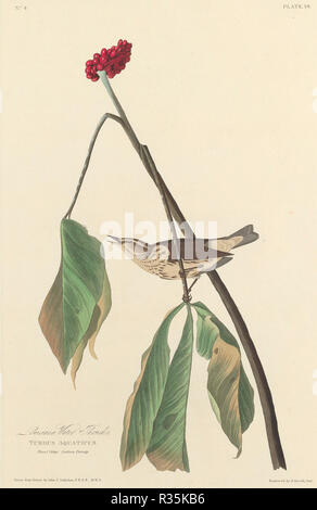 Louisiana Wasser Soor. Stand: 1827. Medium: Handcolorierte Radierung und Aquatinta auf Whatman Papier. Museum: Nationalgalerie, Washington DC. Autor: Robert Havell nach John James Audubon. Stockfoto