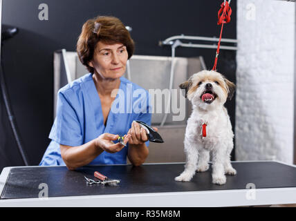 Portrait von süßen bichon Havaneser während Hair Care Behandlung in professionellen Pet Grooming Salon Stockfoto