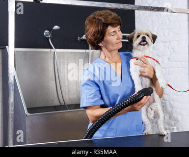 Ältere weibliche groomer Trocknen cute Havaneser Welpen mit speziellen Haartrockner in PET-Salon Stockfoto