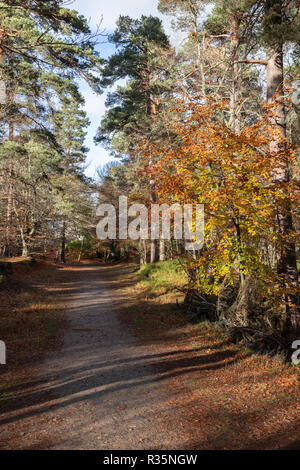 Woodland Pfad an Anagach Woods in Athens. Stockfoto