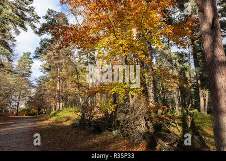 Woodland Pfad an Anagach Woods in Athens. Stockfoto