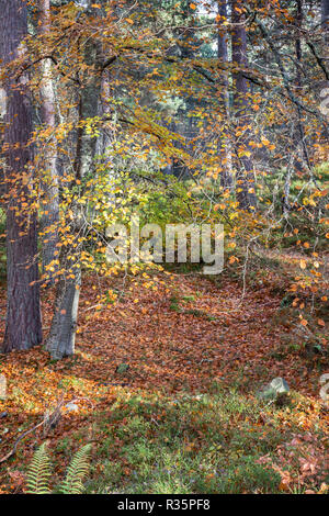 Woodland bei Anagach Woods in Athens. Stockfoto