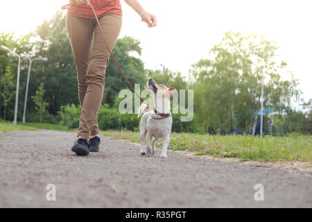 Ein Mädchen mit einem Hund an der Leine der Jack Russell Terrier Spaziergänge entlang der Allee im Park Stockfoto