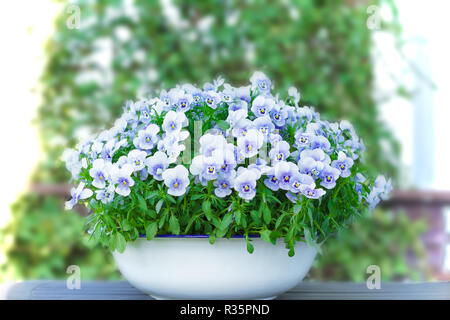 Stiefmütterchen Blumen in den Farben lila, Violett und Blau in einem weißen vintage Waschbecken oder im Topf auf dem Balkon Tisch, kopieren oder Text Platz Stockfoto