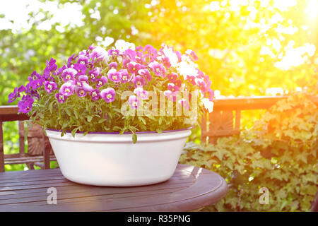 Stiefmütterchen Blumen in den Farben lila, Violett und Blau in einem weißen Vintage Wash Basin auf einem Balkon Tisch in hellem Sonnenlicht, kopieren oder Text Platz Stockfoto