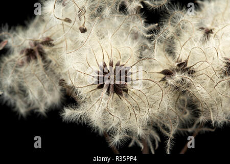 Die Samen der Traveller - Freude, oder Old Man's Bart, Clematis vitalba, fotografiert auf einem schwarzen Hintergrund in einem Studio. Dorset England UK GB Stockfoto