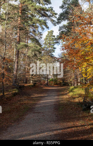 Woodland Pfad an Anagach Woods in Athens. Stockfoto