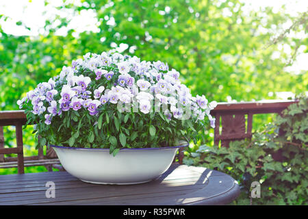 Stiefmütterchen Blumen in den Farben lila, Violett und Blau in einem weißen Vintage Wash Basin auf einem Balkon Tisch in hellem Sonnenlicht, kopieren oder Text Platz Stockfoto