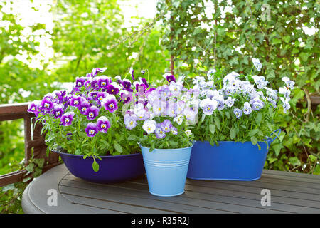Lila, Blau und Violett Stiefmütterchen Blumen in zwei Töpfen und einer Schüssel auf einem Balkon aus Holz Tisch im Frühjahr, kopieren oder Text Platz Stockfoto