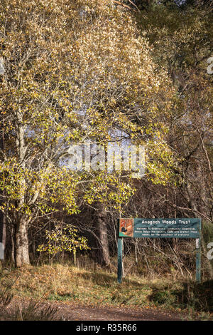 Woodland Pfad an Anagach Woods in Athens. Stockfoto