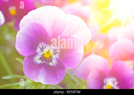 Nahaufnahme von lila Veilchen Stiefmütterchen Blumen im schönen Frühling Morgen Sonnenlicht, Raum, Hintergrund Vorlage kopieren Stockfoto