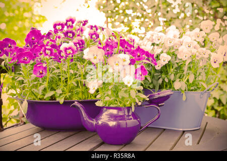 Lila, Blau und Violett Stiefmütterchen Blumen in zwei Töpfe und eine emaillierte Kanne auf einen hölzernen Balkon Tisch im Frühjahr, vintage Filterwirkung Stockfoto