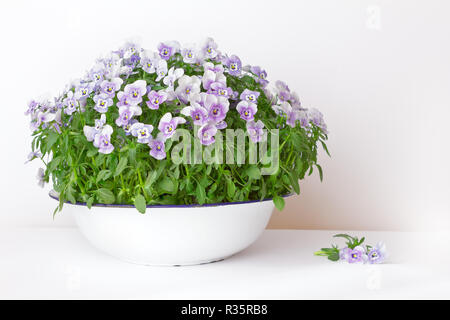 Stiefmütterchen Blumen in den Farben lila, Violett und Blau in einem vintage Waschbecken oder Schüssel auf weißem Hintergrund, kopieren oder Text Platz Stockfoto