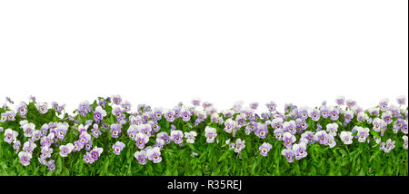 Grenze von stiefmütterchen Pflanzen mit Blumen in den Farben violett, lila und blau im Panorama Format, auf weiß, Hintergrund Vorlage isoliert Stockfoto