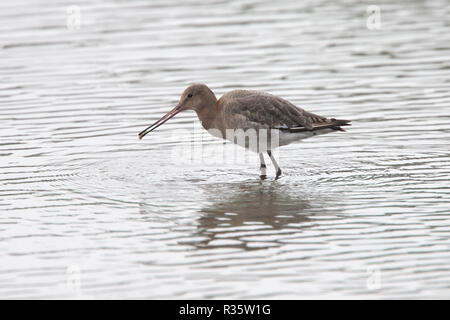 Uferschnepfe (Limosa limosa), Winter - Gefieder, Titchwell finden, Norfolk, Großbritannien. Stockfoto