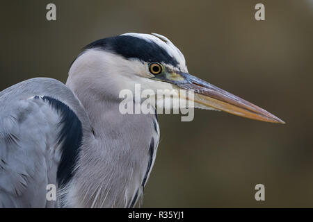 Graureiher hautnah. Stockfoto