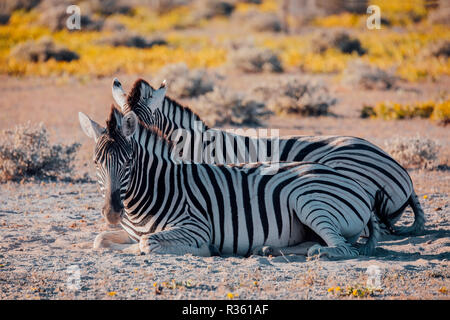 Schöne abgestreift Zebra im afrikanischen Busch. Etosha Wildreservat, Botswana, Afrika Safari Wildlife. Wildes Tier in der Natur Lebensraum. Das ist Afrika. Stockfoto