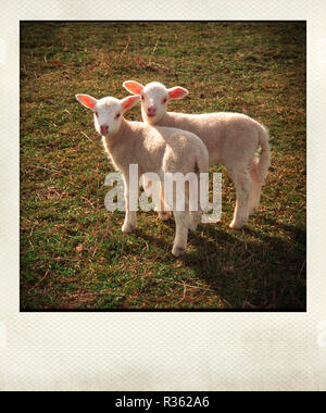 Polaroid Wirkung von Lämmern in einem Feld Stockfoto