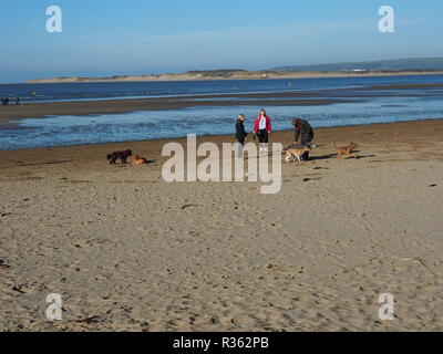 Gruppen von Hund Spaziergänger auf instow Beach North Devon, Großbritannien Stockfoto