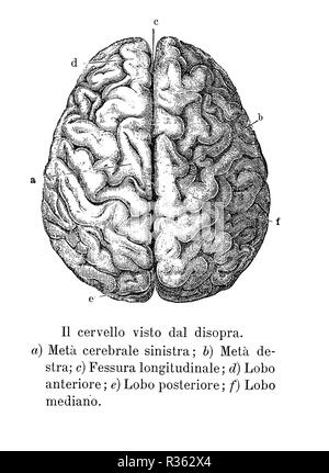Vintage Abbildung: Anatomie, Gehirn obere Ansicht mit anatomischen Beschreibungen in Italienisch Stockfoto