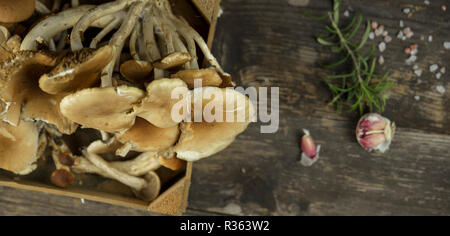 Pilze im Holz von Pappeln auf hölzernen Tabelle gesammelt Stockfoto