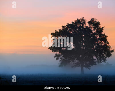 Eine einsame Eiche steht im Nebel Stockfoto