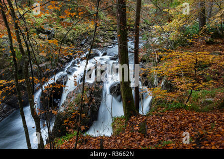 Schwarz Linn fällt auf den Fluss Braan. Die Eremitage, Perth und Kinross, Schottland Stockfoto