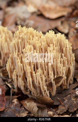 Aufrechte Coral Pilze, Ramaria stricta, wachsende unter Blattsänfte und Totholz im Spätherbst in gemischten Laub- und Nadelholz Wald 2014. Neue Fo Stockfoto