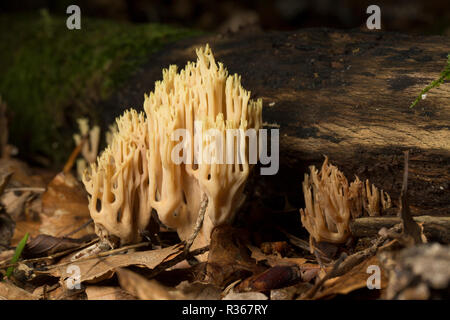 Aufrechte Coral Pilze, Ramaria stricta, wachsende unter Blattsänfte und Totholz im Spätherbst in gemischten Laub- und Nadelholz Wald 2014. Neue Fo Stockfoto