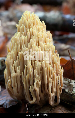 Aufrechte Coral Pilze, Ramaria stricta, wachsende unter Blattsänfte und Totholz im Spätherbst in gemischten Laub- und Nadelholz Wald 2014. Neue Fo Stockfoto