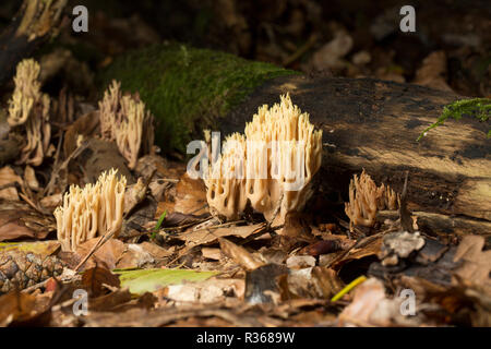 Aufrechte Coral Pilze, Ramaria stricta, wachsende unter Blattsänfte und Totholz im Spätherbst in gemischten Laub- und Nadelholz Wald 2014. Neue Fo Stockfoto