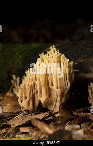 Aufrechte Coral Pilze, Ramaria stricta, wachsende unter Blattsänfte und Totholz im Spätherbst in gemischten Laub- und Nadelholz Wald 2014. Neue Fo Stockfoto