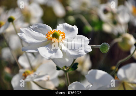 Anemone Stockfoto