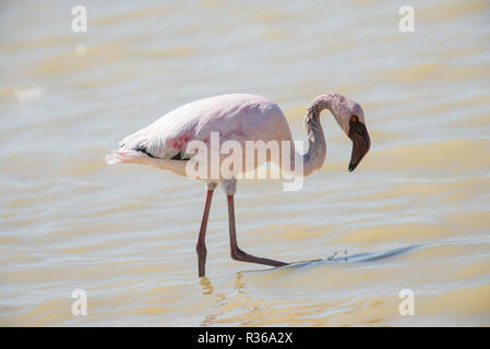 Mehr Flamingo in der Etosha Pfanne Stockfoto