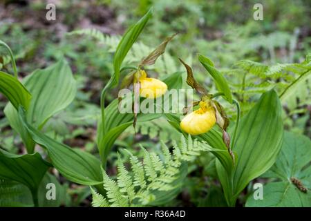 Gelbe Dame - Frauenschuh, Cypripedium parviflorum, in Bucks County mit einheimischen Pflanzen, Bowmans Hill Wildflower bewahren, New Hope, Pennsylvania, Stockfoto