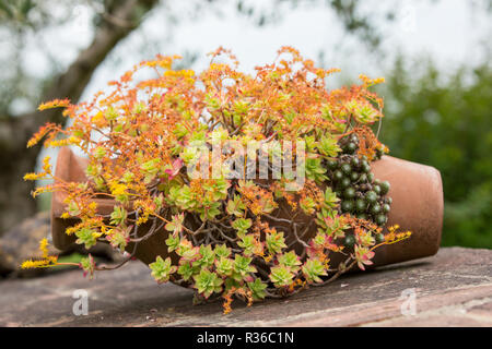Sedum palmeri ist ein mauerpfeffer mit persistenten Licht grüne Blätter. Sukkulente Pflanze im Ton Kanne mit gelben Blumen blühen im Frühjahr. Stockfoto