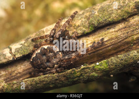 Walnuss Orb-weaver Spider (Nuctenea umbratica) ruht auf Zweig des Baumes. Tipperary, Irland Stockfoto