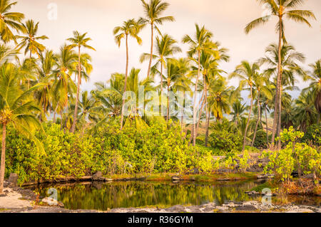 Palmen im Lagoon auf Big Island, Hawaii: Der legendäre Palmen können nur in den meisten Teilen der Insel Big Island entlang der Küste, wie hier auf der S gefunden werden Stockfoto