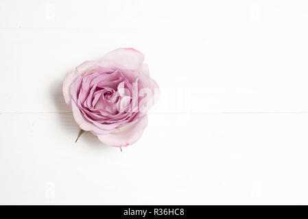 Silverston Rose Blume auf weißem Hintergrund. Platz kopieren Stockfoto