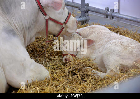 Kuh und Kalb im Stall auf dem Bauernhof Stockfoto