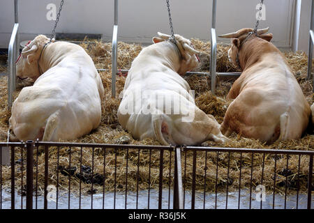 Bullen im Stall auf dem Bauernhof Stockfoto
