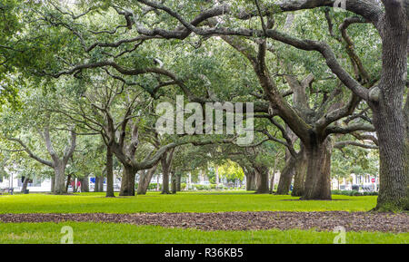 Eichen in White Point Garten in Charleston, SC Stockfoto