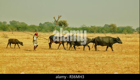 RAJASTHAN INDIEN MANN MIT SEINER HERDE WASSERBÜFFEL Stockfoto